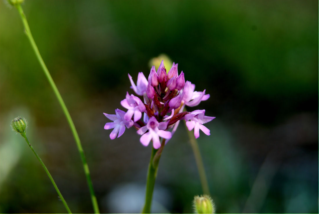 Orchidee nel pisano